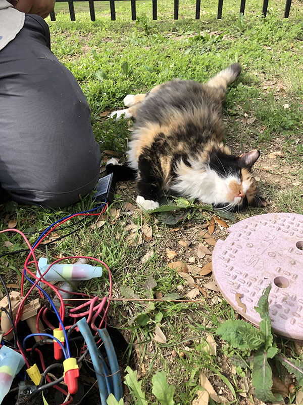 Heartland Sprinklers - Cat Image on lawn