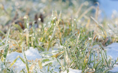 Prepare Your Sprinkler System for Winter: A Complete Guide to Sprinkler Winterization